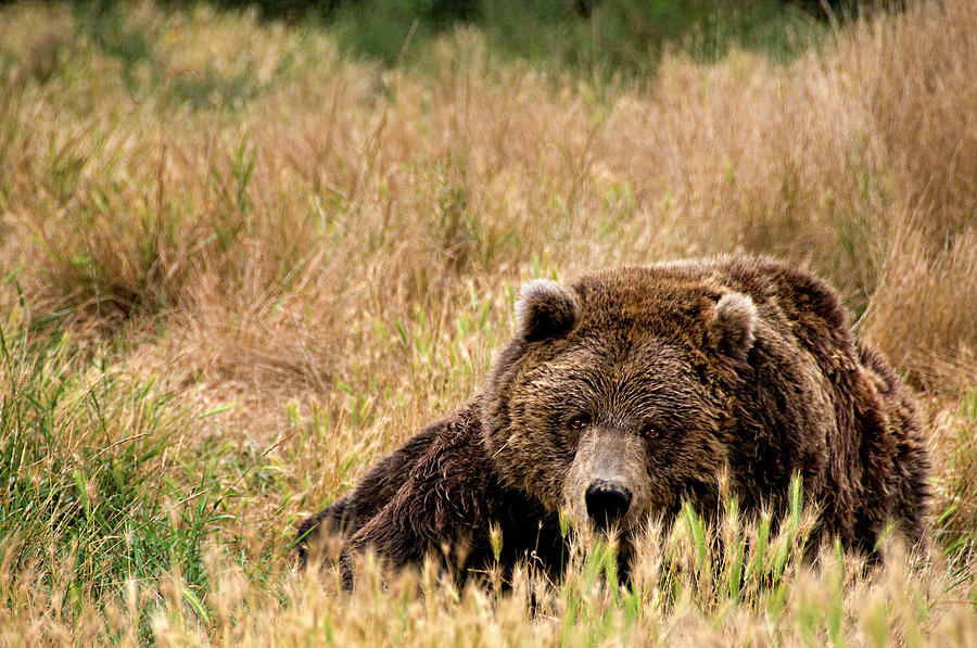 Brown Bear Paying Attention Photograph by Mitch Spence