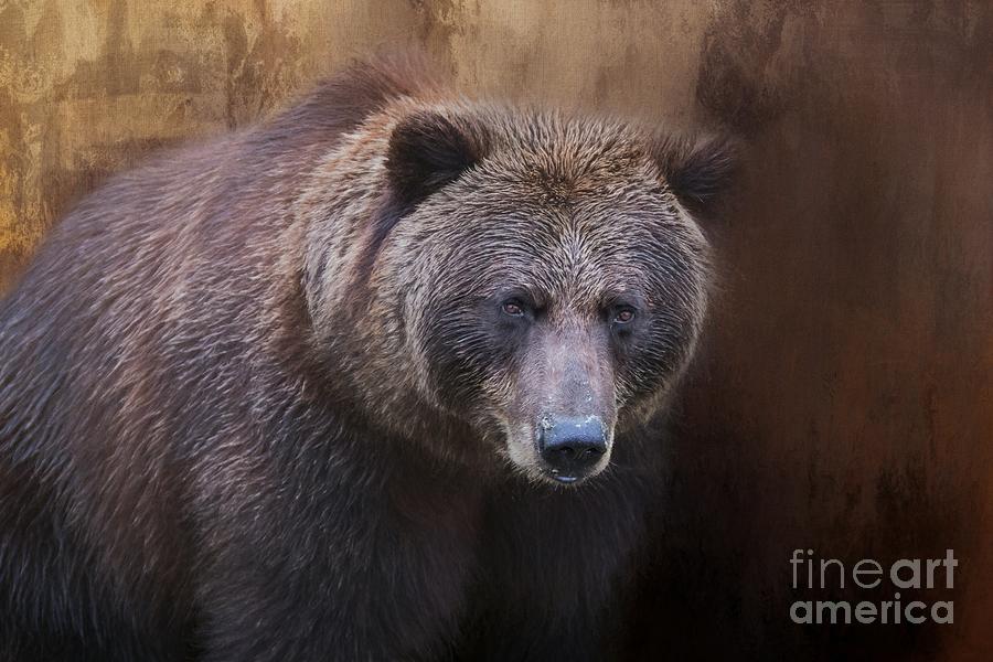 Wildlife Photograph - Brown Bear Portrait by Eva Lechner