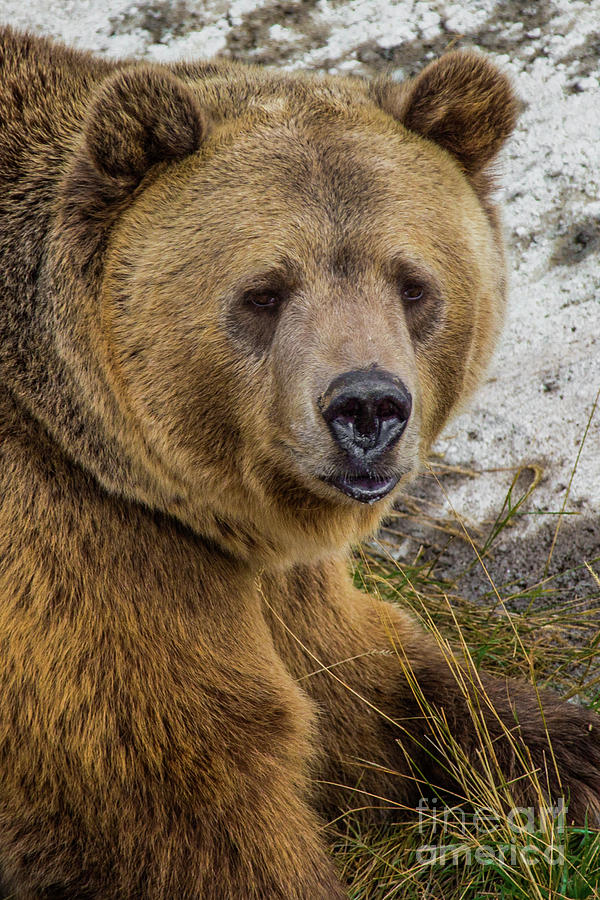 Brown Bear Portrait Photograph by Kimberly Blom-Roemer