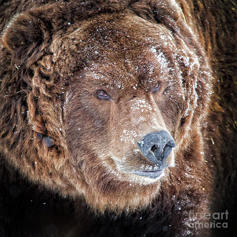 Brown Bear Portrait Photograph by Sonya Lang