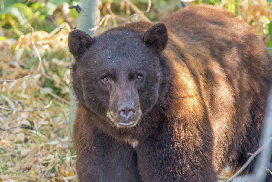 Brown Bear Stare Photograph by Marc Crumpler