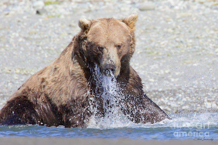 Brown Bear Photograph by Steve Javorsky
