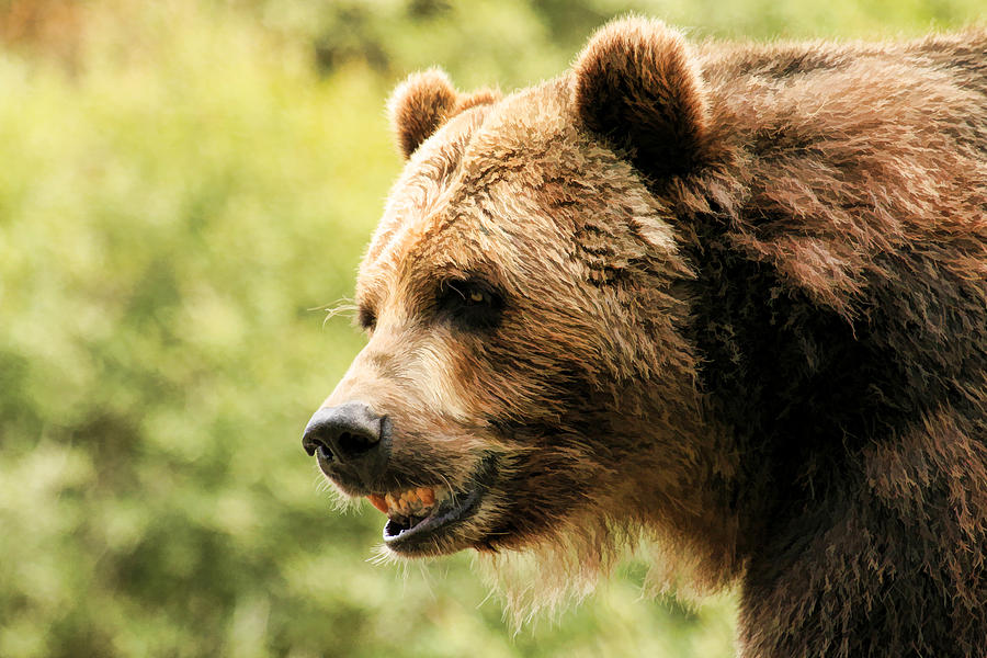 Brown Bear  Photograph by Steve McKinzie