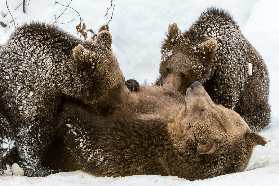 Brown Bear Suckling Cubs Photograph by Arterra Picture Library