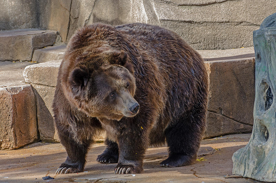 Brown Bear Photograph by Susan McMenamin