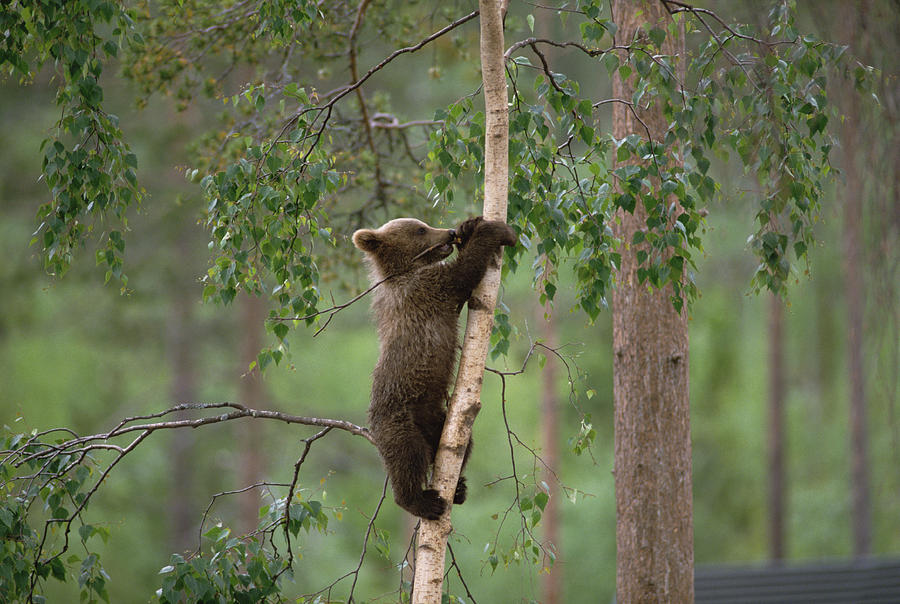Brown Bear Ursus Arctos Cub Climbing Photograph by Konrad Wothe