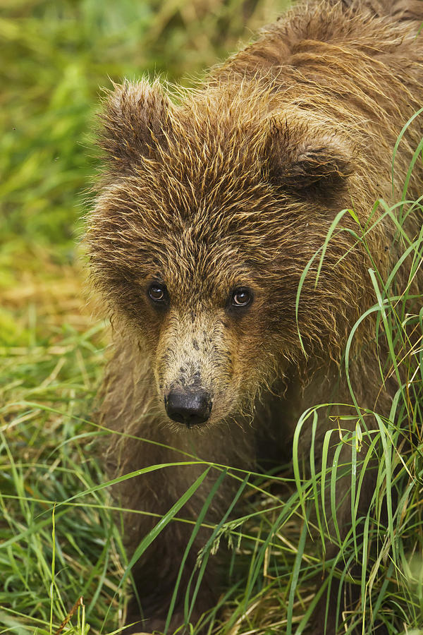 Brown Bear  Ursus Arctos  Cub Close-up Photograph by Gary Schultz