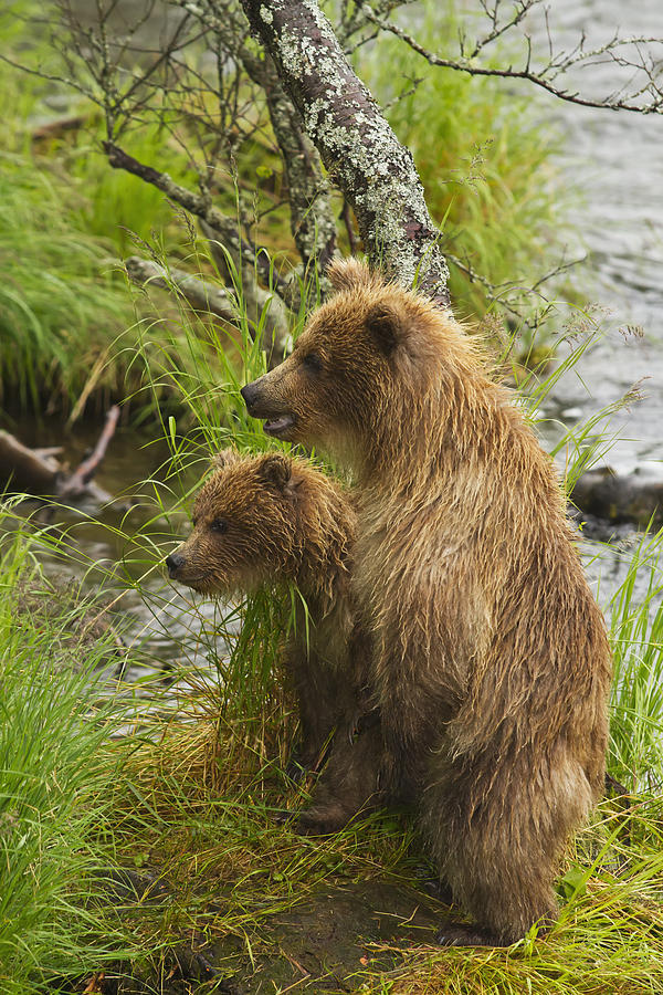 Brown Bear  Ursus Arctos  Cubs Standing Photograph by Gary Schultz