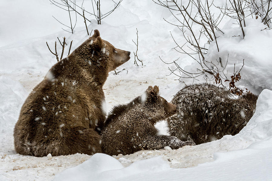Brown Bear with Cubs entering Den Photograph by Arterra Picture Library