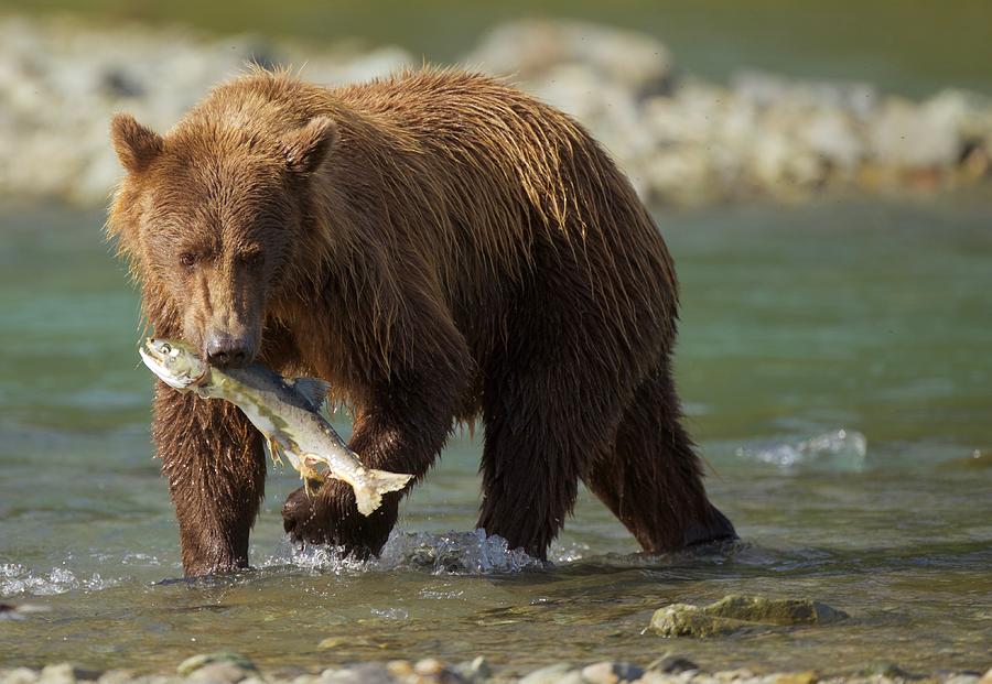 Brown Photograph - Brown Bear with salmon by Brian Magnier Brown Photograph - Brown Bear with salmon by Brian Magnier