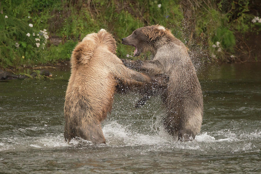 Brown bears fighting in spray of water Photograph by Ndp - Fine Art America