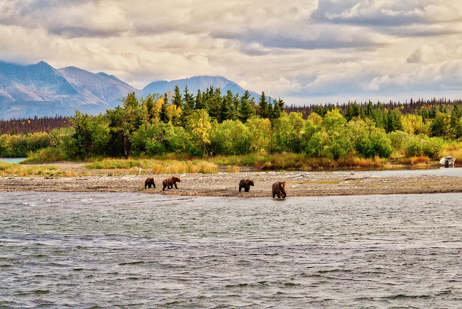 Brown Bears on Naknek Lake Photograph by Donald Pash