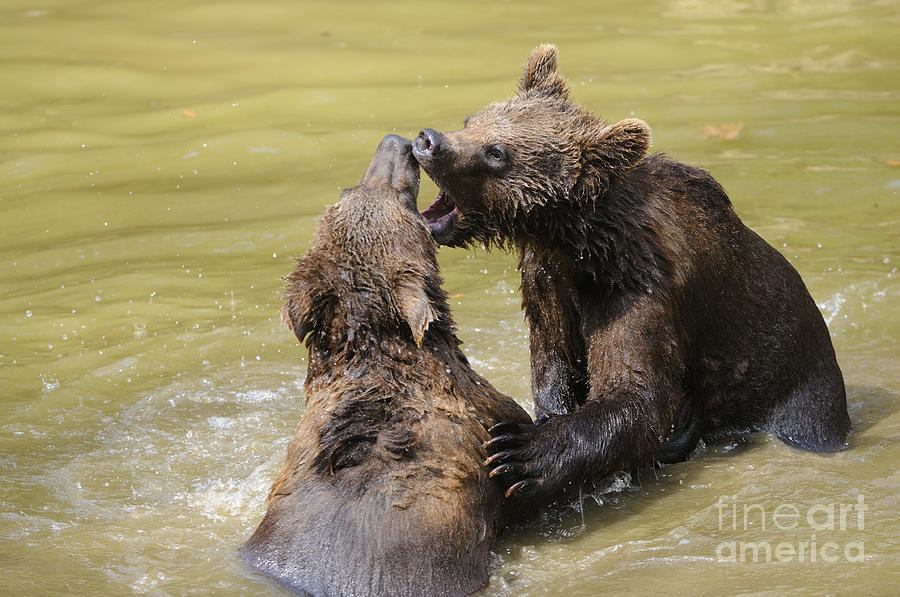 Nature Photograph - Brown Bears Playing by David & Micha Sheldon