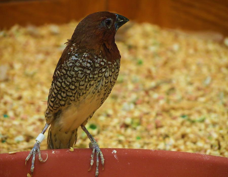 Brown Bird Photograph by Vijay Sharon Govender