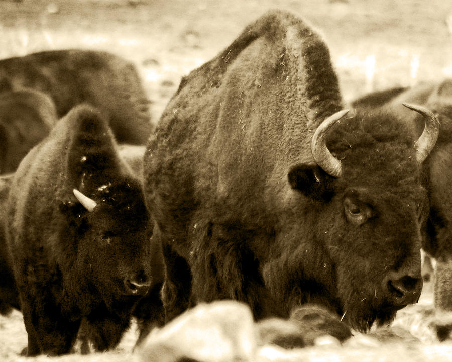 Brown Bison Photograph by Kevin Munro