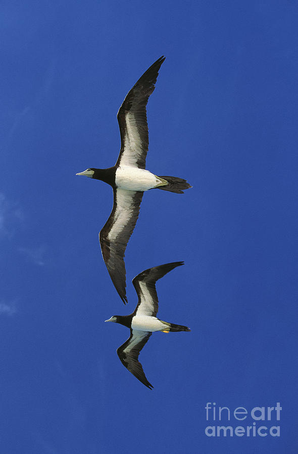 Brown Booby Sula Leucogaster Photograph by Gerard Lacz