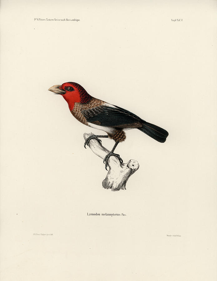 Brown-breasted Barbet, Pogonornis melanopterus Drawing by Breck Bartholomew
