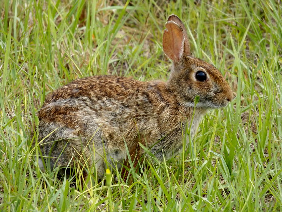 Brown Bunny Photograph by Julie Pappas