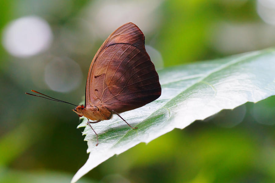 Brown Butterfly Photograph by Mike Murdock