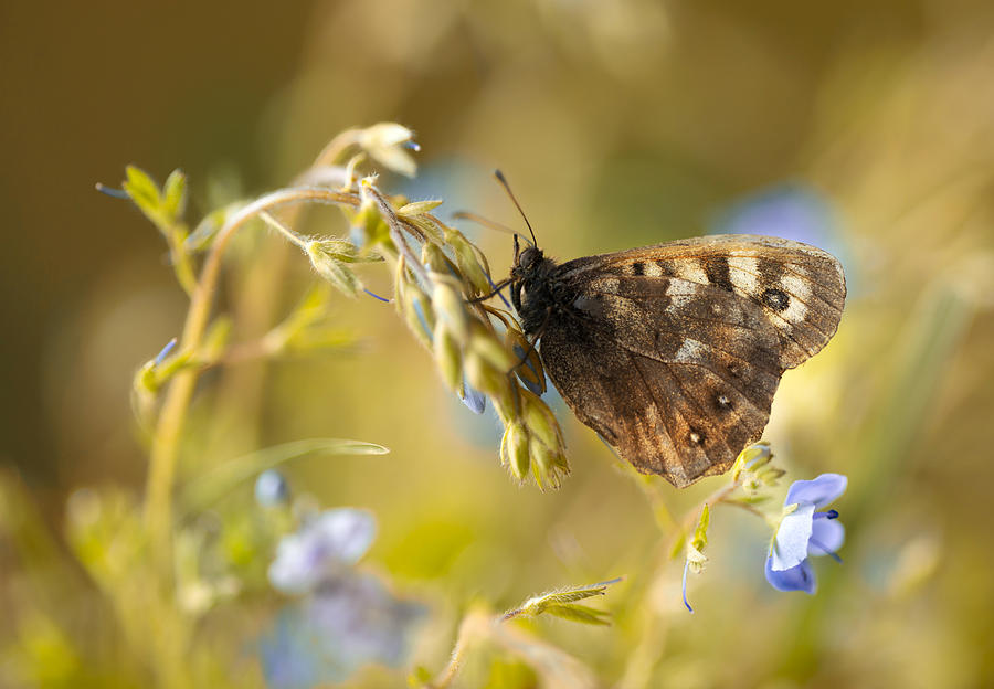 Butterfly Photograph - Brown butterfly on fresh blue flowers by Jaroslaw Blaminsky