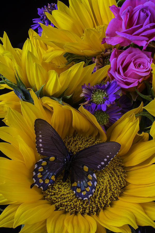 Sunflower Photograph - Brown Butterfly On Sunflower by Garry Gay