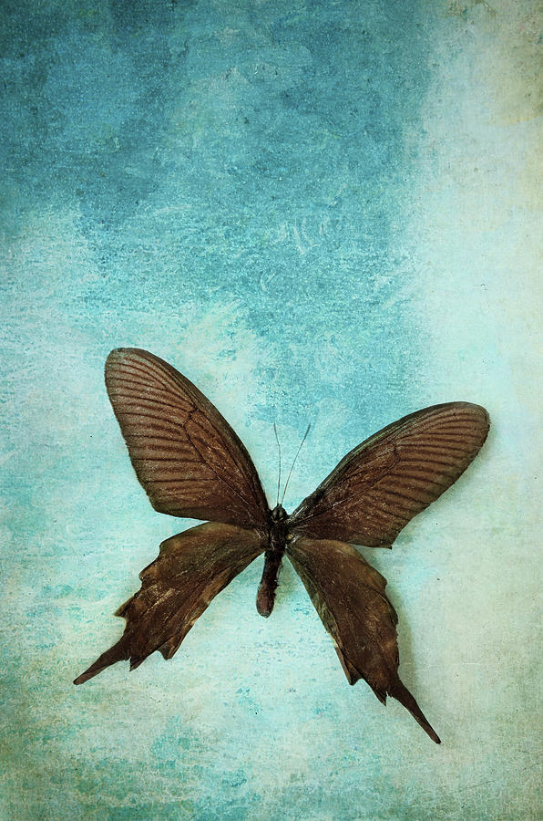 Brown Butterfly over Blue Textured Background Photograph by Stephanie Frey