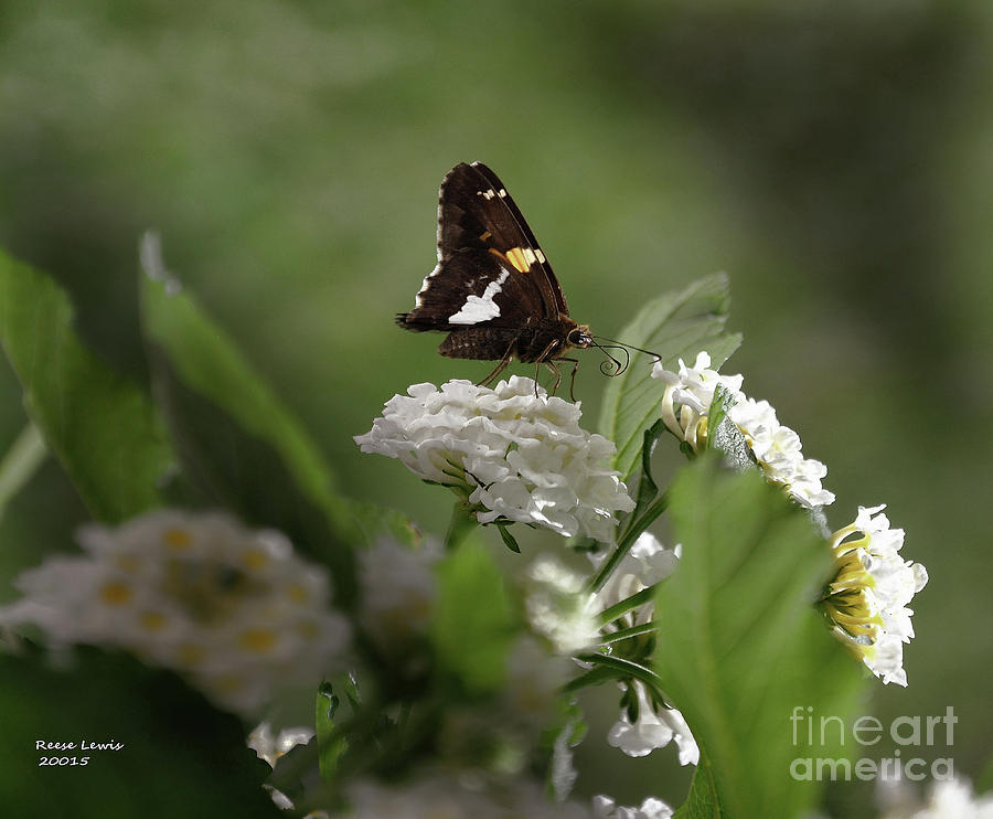 Brown Butterfly Photograph by Reese Lewis