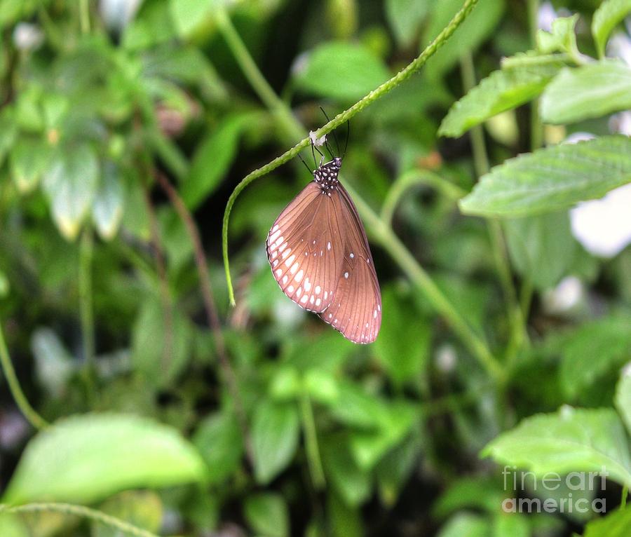 Butterfly Photograph - Brown Butterfly by Vicki Spindler