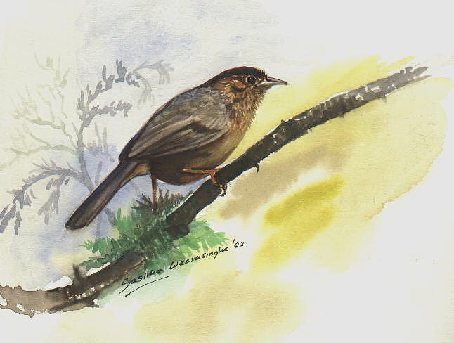 Brown-capped Babbler Painting by Sasitha Weerasinghe - Fine Art America