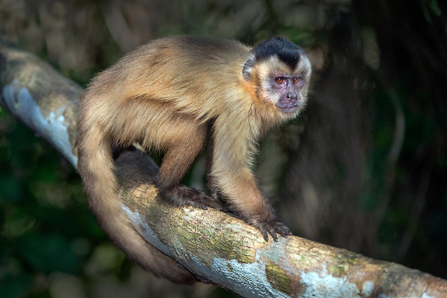 Brown Capuchin Monkey Cebus Apella Photograph By Panoramic Images
