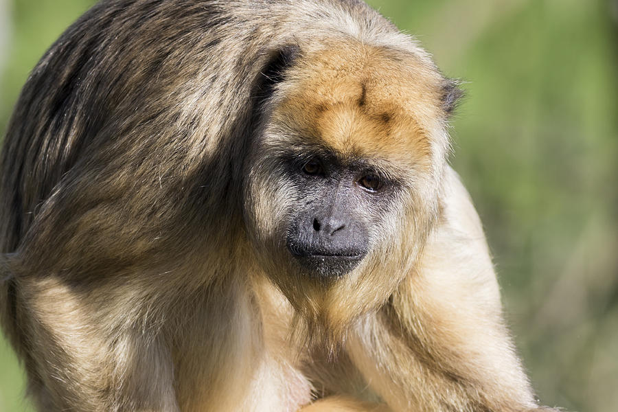 Brown Capuchin Monkey Photograph By Chris Smith Pixels