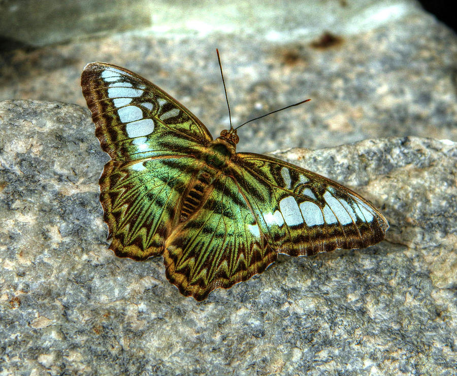 Brown Clipper butterfly on rock Photograph by Ronda Ryan