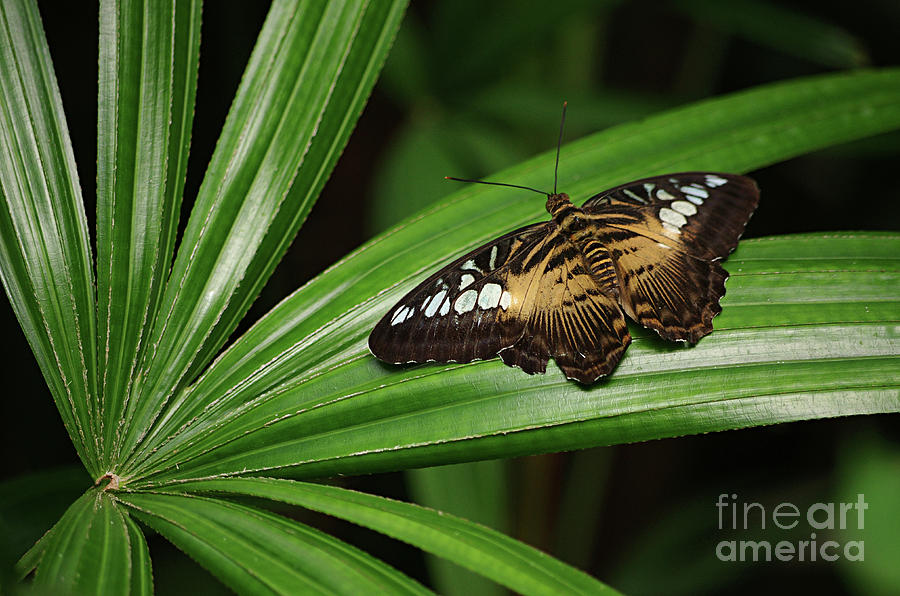 Brown Clipper Butterfly -Parthenos sylvia- on frond Photograph by Rick Bures