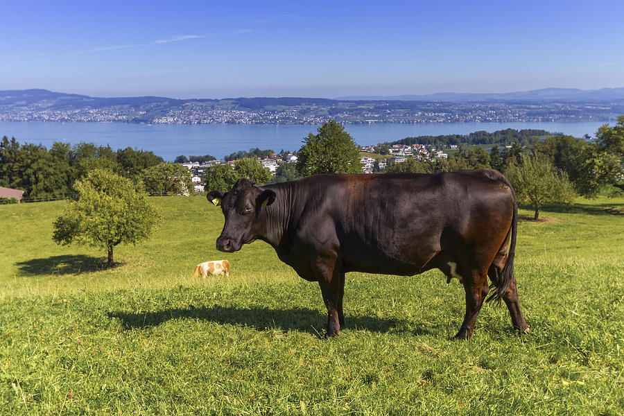 Brown cow and Zurich lake, Switzerland Photograph by Elenarts - Elena Duvernay photo