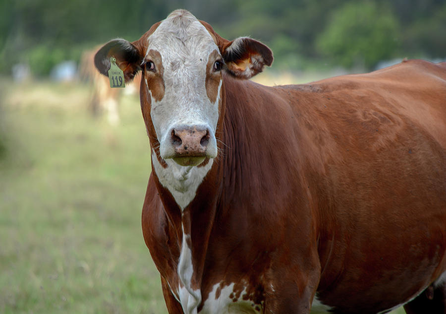 Brown Cow Photograph by Jan Herren - Fine Art America