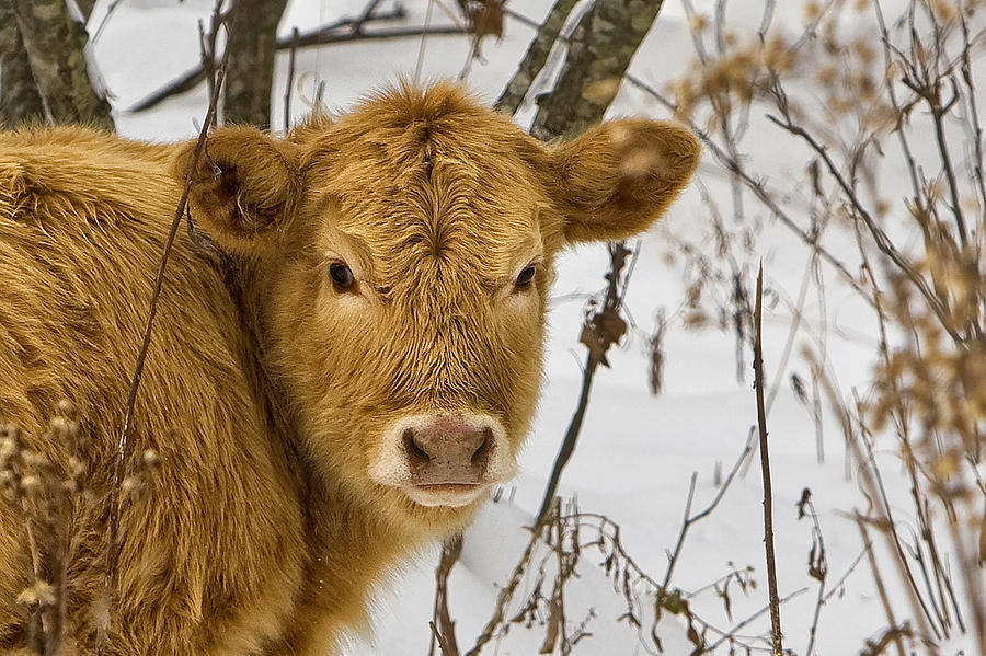 Brown Cow Photograph by Ken Barrett