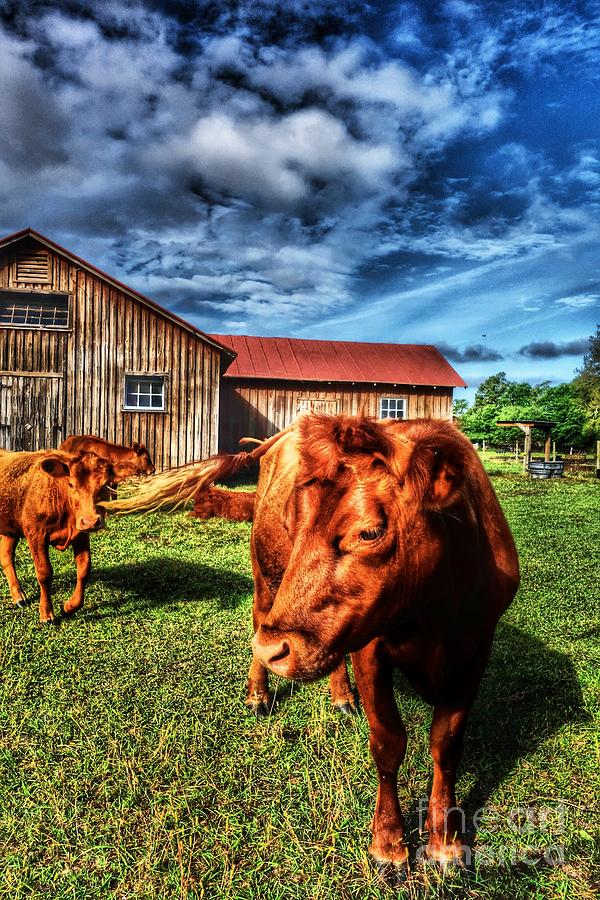 Brown Cows and the Blue Sky Photograph by Anthony Ackerman - Fine Art ...