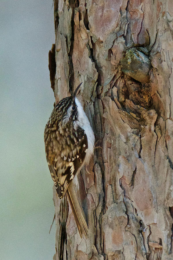Brown Creeper 1758 Photograph by Michael Peychich