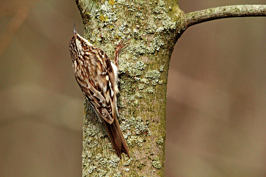 Brown Creeper Photograph by Debbie Oppermann