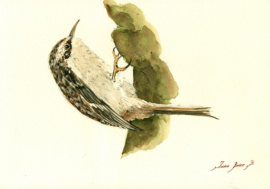 Songbird Painting - Brown creeper by Juan  Bosco