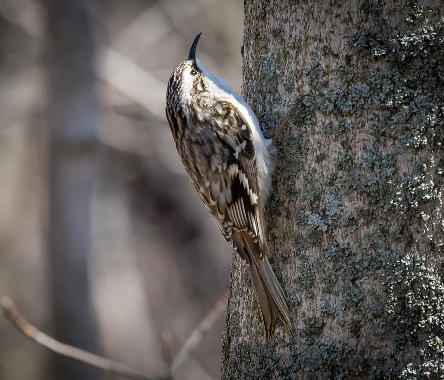 Canon Photograph - Brown Creeper by Ricky L Jones Canon Photograph - Brown Creeper by Ricky L Jones