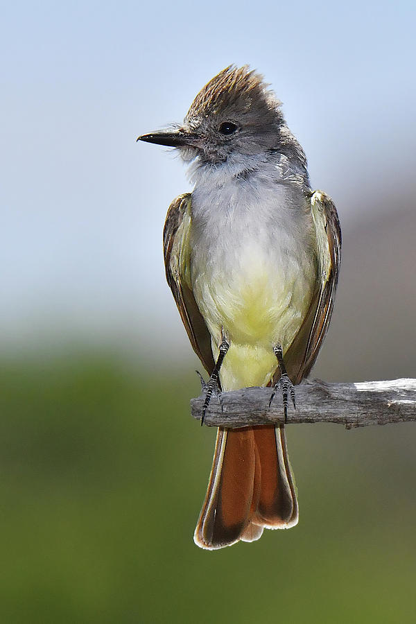 Brown-crested Flycatcher Photograph by Alan Lenk