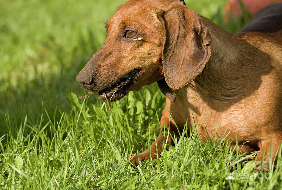 Brown dachshund dog Photograph by Irina Afonskaya