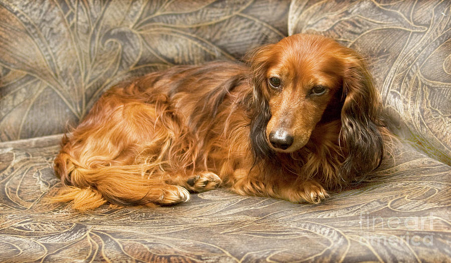 Brown dachshund Photograph by Irina Afonskaya