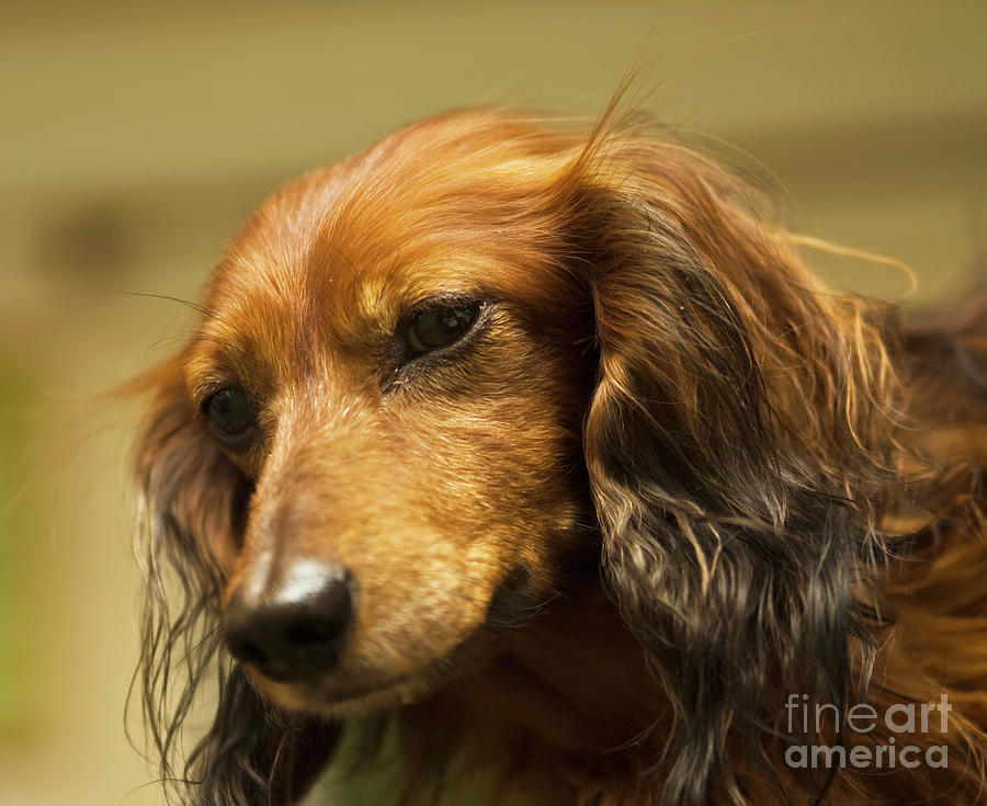 Brown dachshund, portrait Photograph by Irina Afonskaya