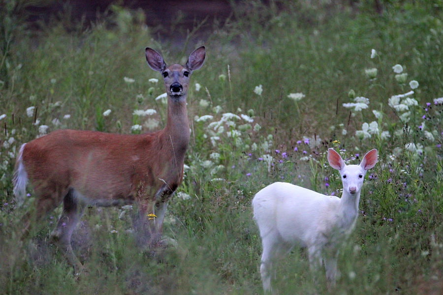 Brown Doe White Fawn Photograph by Brook Burling