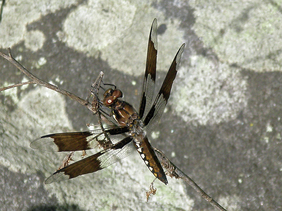 Brown Dragonfly  Photograph by Carol Senske