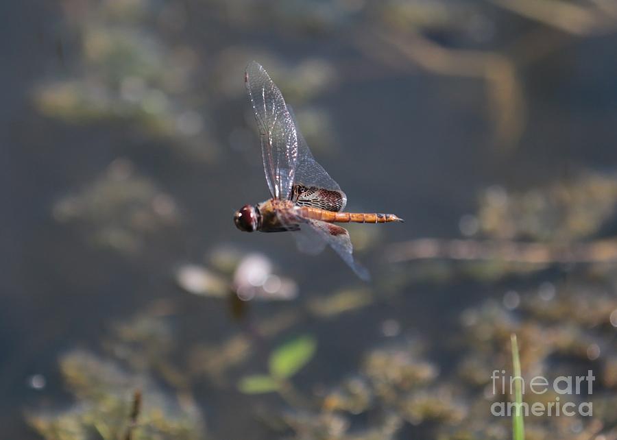 Brown Dragonfly in Flight Photograph by Carol Groenen