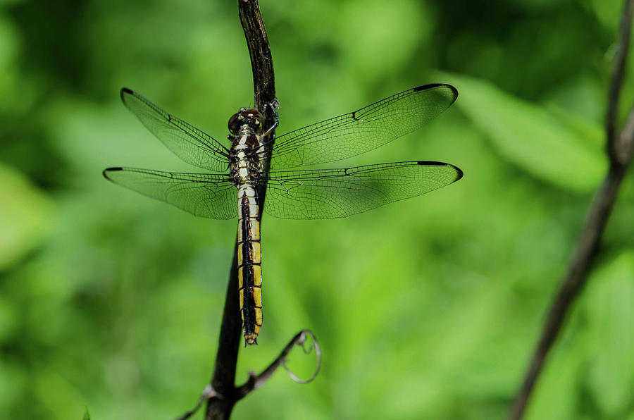 Brown Dragonfly Photograph by Linda Howes - Fine Art America