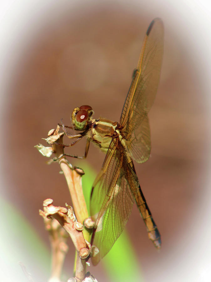 Brown Dragonfly Photograph by Ola Allen